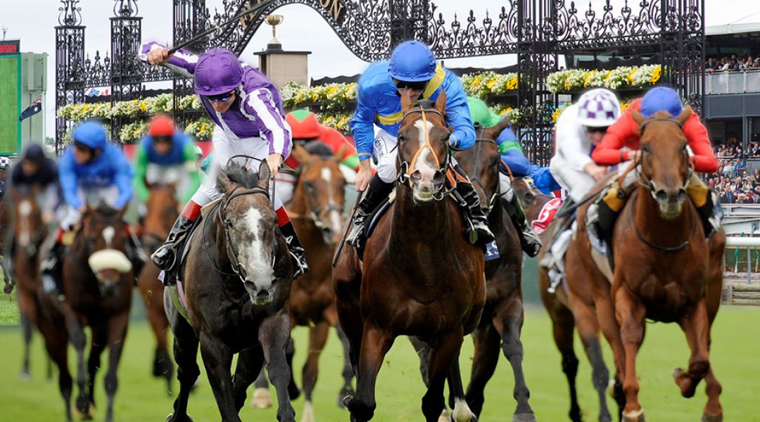 melbourne cup horses